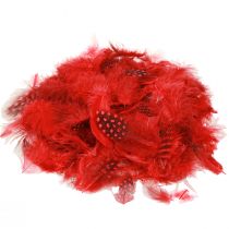 Article Plumes de pintade Faraona 30g rouge