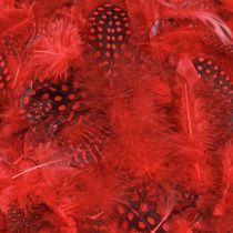 Article Plumes de pintade Faraona 30g rouge