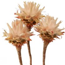 Article Leucospermum Plumosum Fleurs de protée Clair Ø3-5cm 25pcs