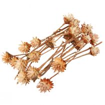 Article Leucospermum Plumosum Fleurs de protée Clair Ø3-5cm 25pcs