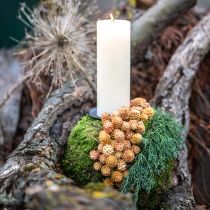 Article Salignum light 4-6 fleurs sur la branche de Leucadendron 100 pièces