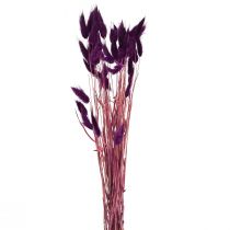 Article Lagurus, herbe de velours violette, herbe de queue de lièvre, L18-50 cm 25 g