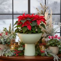 Article Bol décoratif avec support pour plantes, 25 cm