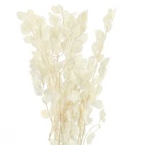Article Feuille d&#39;Argent Lune Violette Lunaria Conservée L70cm 20g