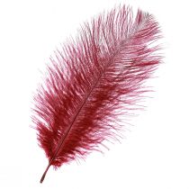 Article Plumes d&#39;autruche vraies plumes décoration vin rouge 20-25cm 12 pcs