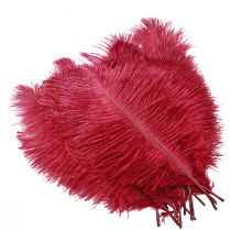 Article Plumes d'autruche vraies plumes décoration vin rouge 20-25cm 12 pcs