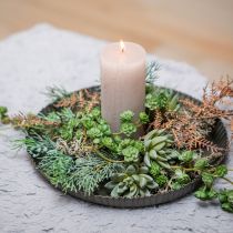 Succulentes Echeveria Ø6,5cm L11cm 6 pcs