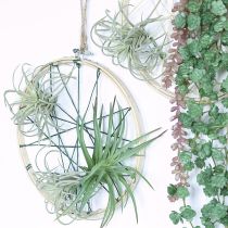 Article Plantes vertes artificielles succulentes Tillandsia 13 cm