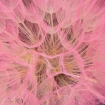 Article Fleurs séchées géantes de pissenlit, décoration élégante pour la maison, 12 cm, lot de 4