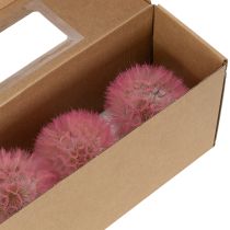 Article Fleurs séchées géantes de pissenlit, décoration élégante pour la maison, 12 cm, lot de 4