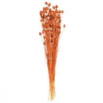 Article Fleurs séchées chardon sec fraise chardon orange 100g