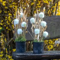 Article Jardinière Pissenlit Noir Ø9,5cm H11cm