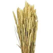 Article Blé décoratif naturel en grappe 1 botte 150g