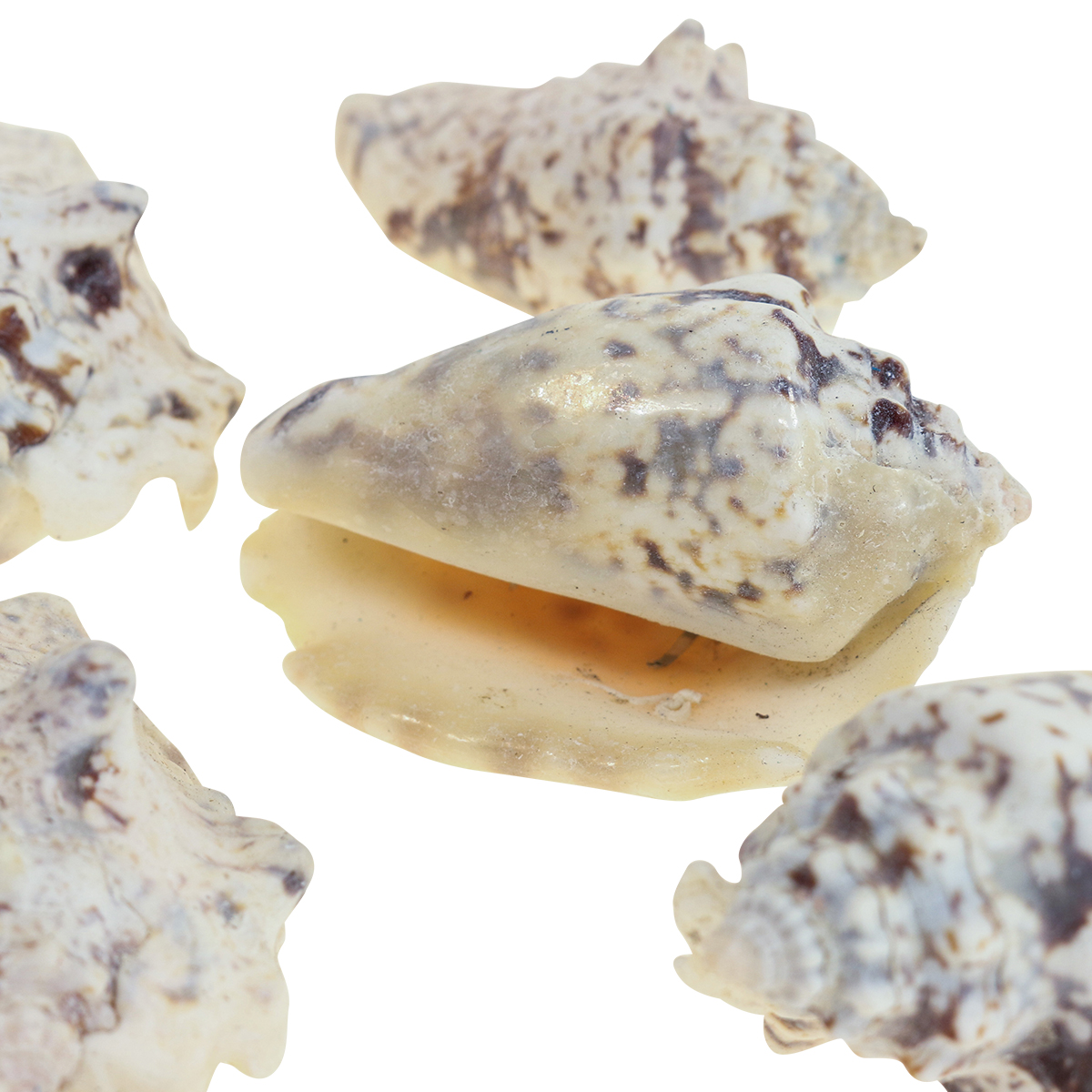Coquillage De Mer Naturel - Artisanat Du Japon, Pièce Unique Aux Imperfections Naturelles
