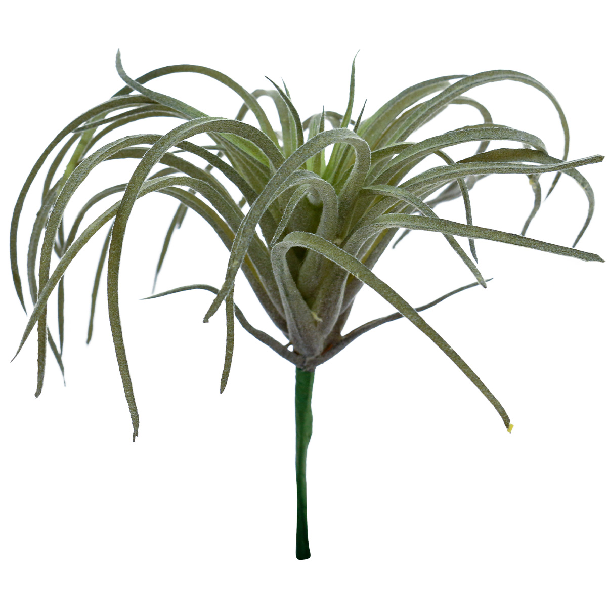 Plantes Vertes Artificielles Succulentes Tillandsia