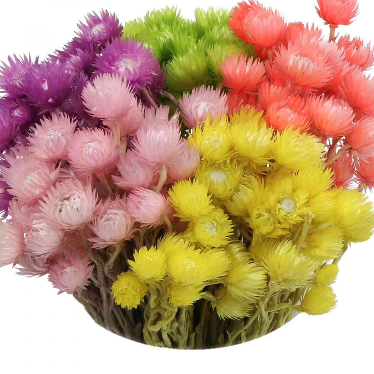 Floristik24.be Fleurs Séchées Bouchon Déco Fleurs Paille Fleurs Colorées  H42cm - acheter pas cher en ligne