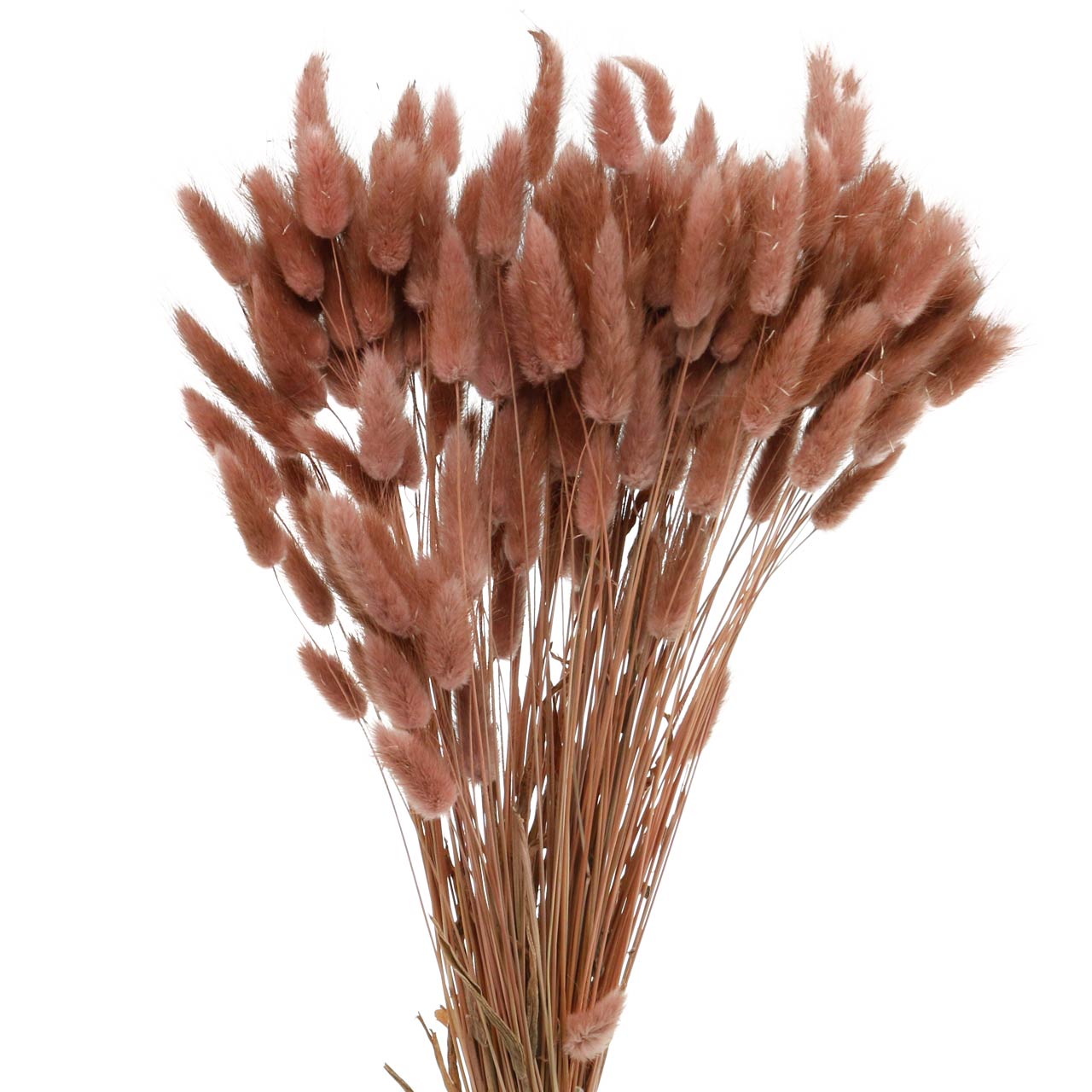 Herbe queues de lapins rouges, Pennisetum messiacum : planter