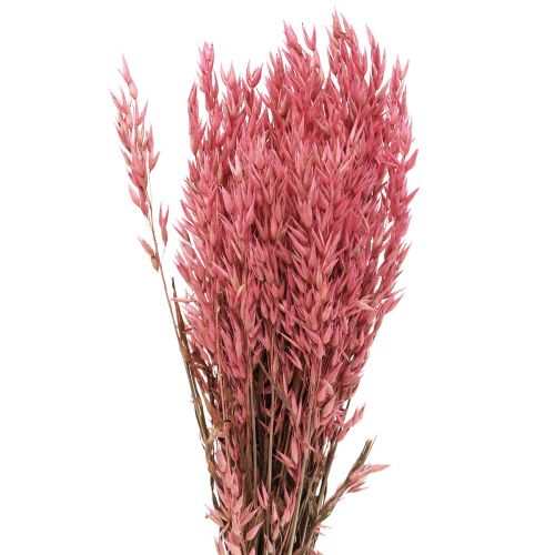 Floristik24 Fleurs séchées, avoine grains séchés décoratif rose 65cm 160g
