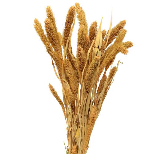 Fleurs séchées, Setaria Pumila, millet orange 72cm 225g