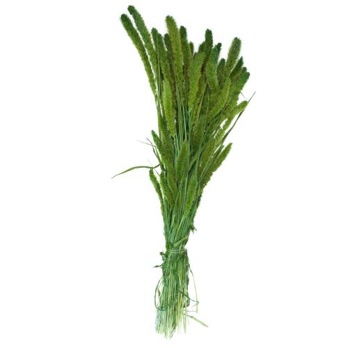 Article Fleurs séchées, Setaria Pumila, millet vert 75cm 170g