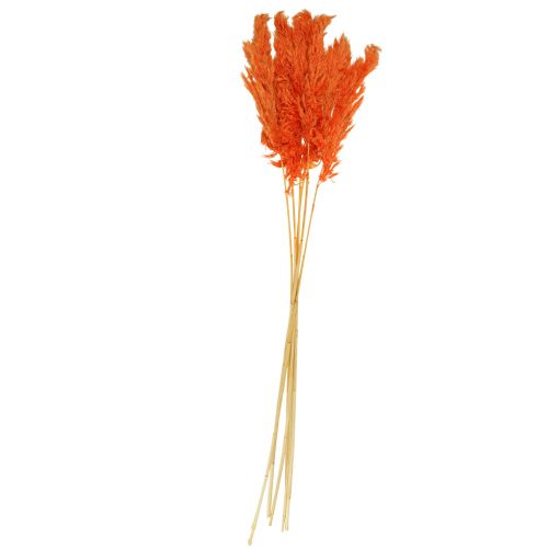 Floristik24 Décoration d&#39;herbe de la pampa orange séchée fleuriste sèche 72cm 6 pcs