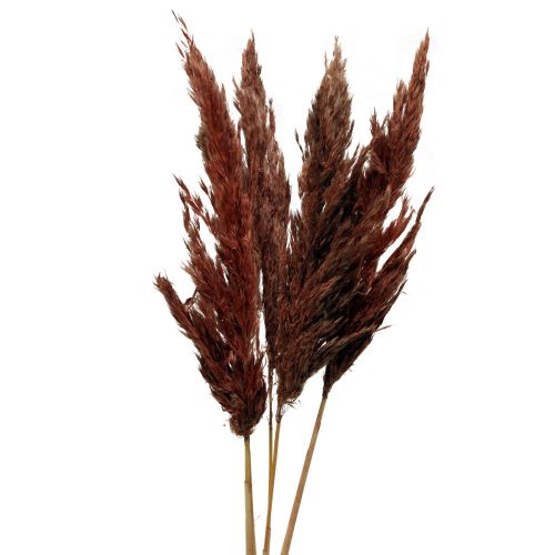 Article Herbe de pampa déco séchée floristique sèche brun rouge 70cm 6pcs