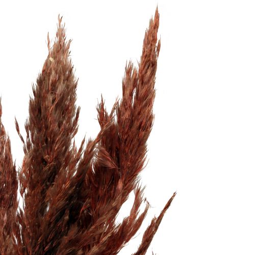 Floristik24 Décoration d&#39;herbe de la pampa séchée rouge-brun fleuriste sèche 70cm 6 pcs