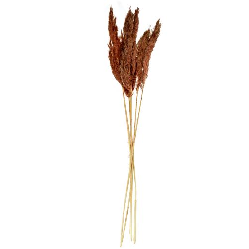 Floristik24 Décoration d&#39;herbe de la pampa séchée rouge-brun fleuriste sèche 70cm 6 pcs