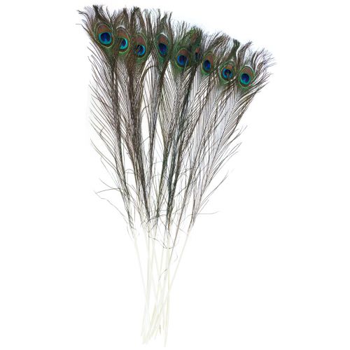 Floristik24 Plumes de paon décoratives pour confection de plumes d'oiseaux H78cm 10 pièces