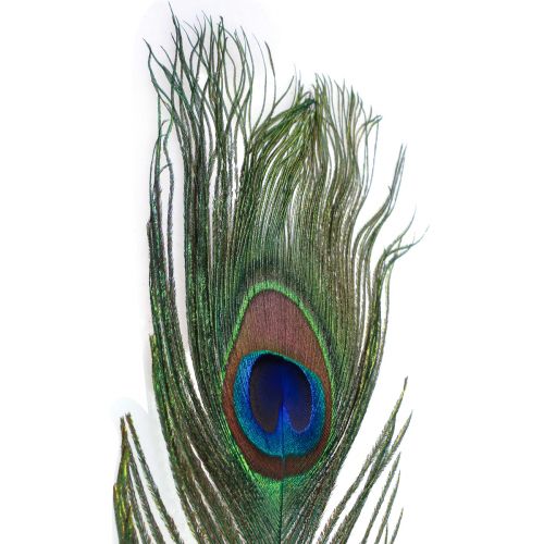 Floristik24 Plumes de paon décoratives pour confection de plumes d'oiseaux H78cm 10 pièces