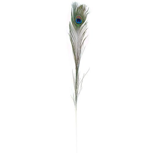 Floristik24 Plumes de paon décoratives pour confection de plumes d'oiseaux H78cm 10 pièces