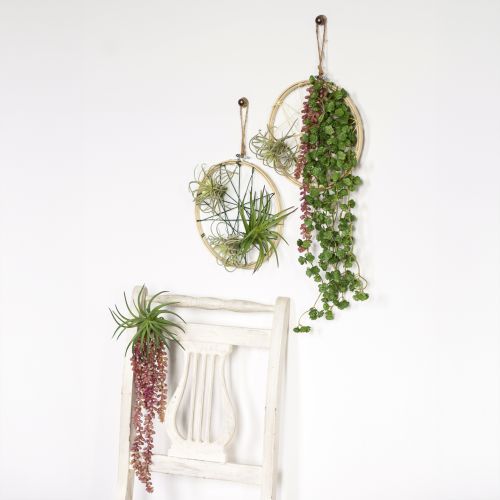 Article Sedum &#39;Rubin&#39; plante suspendue – succulente décorative et facile d&#39;entretien 43cm 3pcs.
