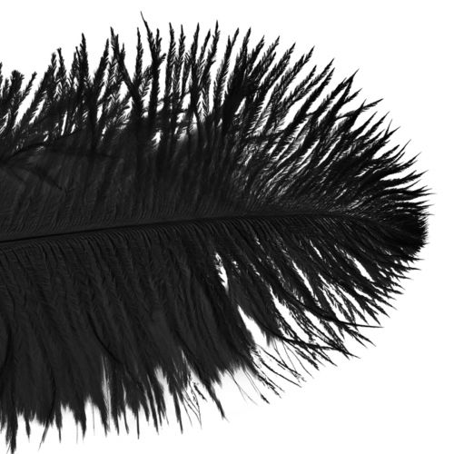 Article Décoration Plumes d&#39;Autruche Plumes Noires 32-35cm 4pcs