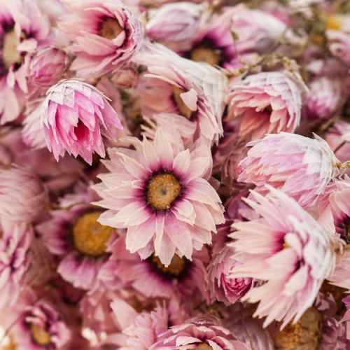 Floristik24 Paille fleurs fleurs séchées blanc rose 20-35cm bouquet 40g