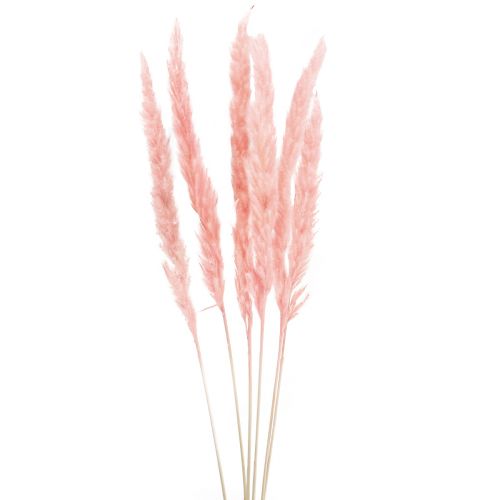 Floristik24 Décoration d&#39;herbe de pampa, herbe de pampa séchée herbe de pampa rose 72cm 6 pcs