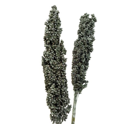 Article Fleurs séchées sorgho millet bleu-vert fleurs séchées 72cm 3pcs