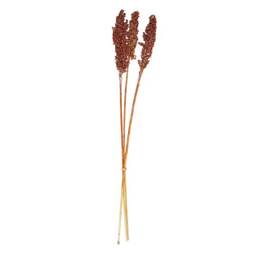 Floristik24 Fleurs séchées Sorgho Millet Orange Fleurs séchées 70cm 3pcs