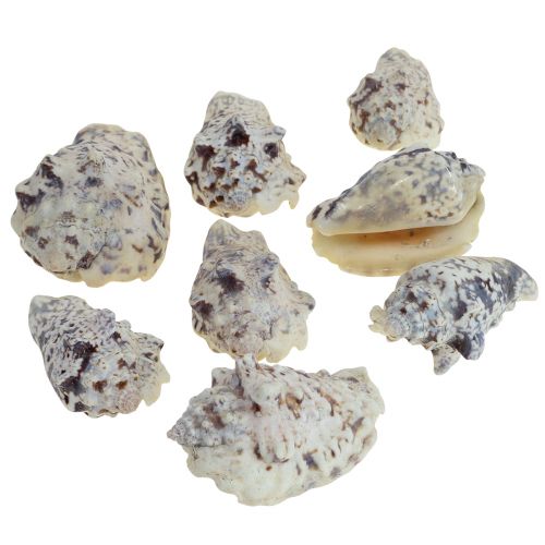 Floristik24 Coquilles d&#39;escargots déco escargots de mer naturel 5.5-7.5cm 250g