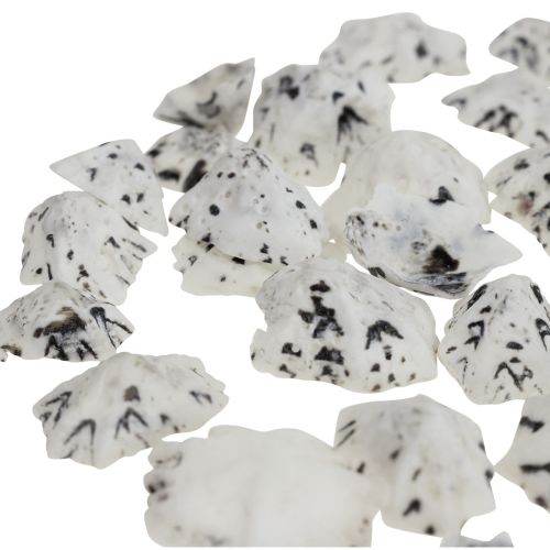 Floristik24 Coquillage Déco Coquillages Blanc Noir Petit 1-2.5cm 250g