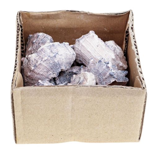Floristik24 Coquilles d&#39;escargots Déco Escargots de mer Violet Blanc 3-6cm 250g
