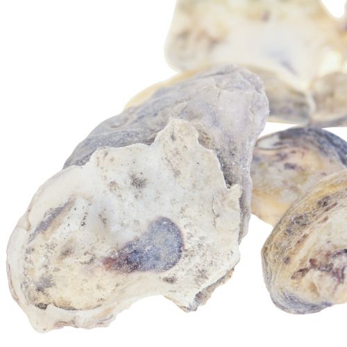 Floristik24 Déco coquilles d&#39;huîtres déco coquilles naturel 2-6cm 250g
