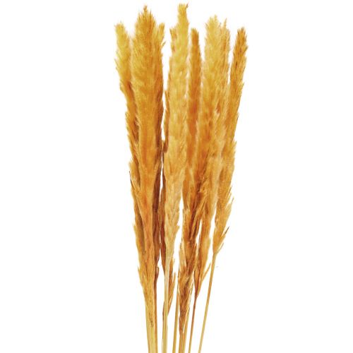 Article Décoration d&#39;herbe de pampa, herbe de pampa séchée herbe de pampa jaune 74cm 10 pièces