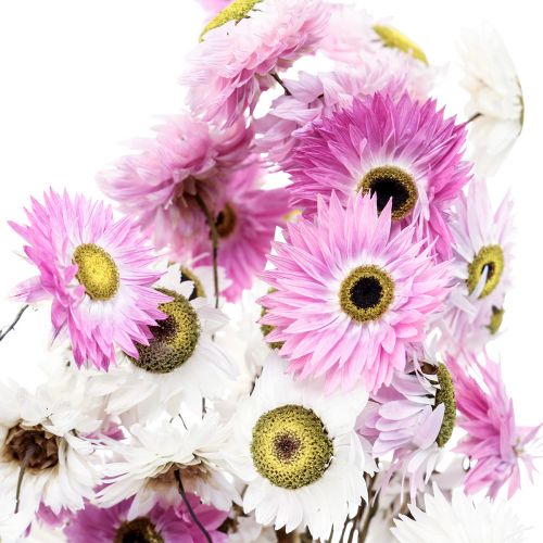 Floristik24 Fleurs séchées Blanc Rose Paille Fleurs 40-45cm 30g
