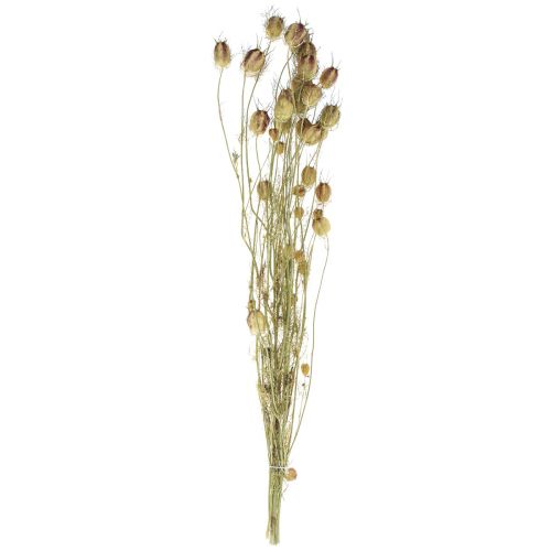 Floristik24 Nigelle fleur séchée Jungfer im Grünen fleuristerie sèche 24-45cm 20g