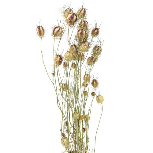 Floristik24 Nigelle fleur séchée Jungfer im Grünen fleuristerie sèche 24-45cm 20g