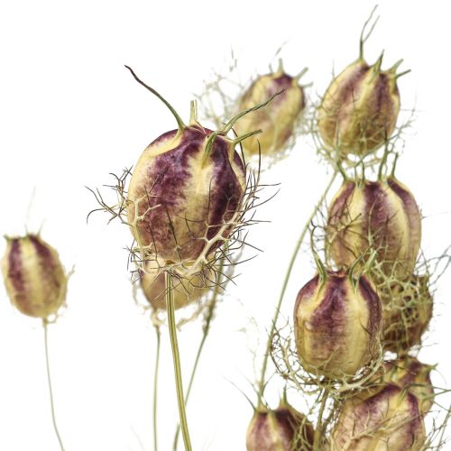 Floristik24 Nigelle fleur séchée Jungfer im Grünen fleuristerie sèche 24-45cm 20g