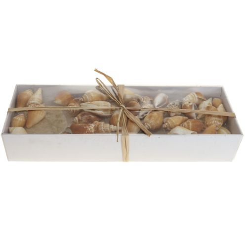 Article Moules de Capiz décoration coquille d&#39;escargot marron maritime blanc 600g