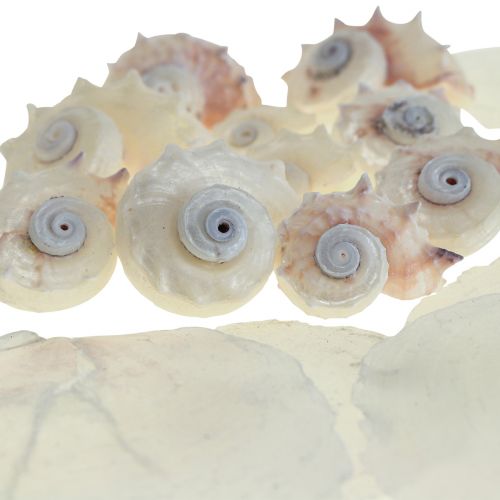 Floristik24 Capiz Moules Escargot Déco Maritime Blanc Rose 600g
