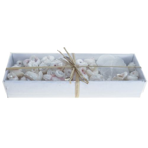 Floristik24 Capiz Moules Escargot Déco Maritime Blanc Rose 600g