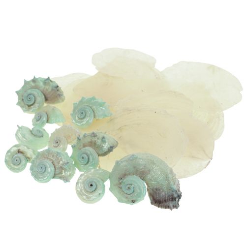 Coquille de nacre de Capiz tranches de nacre coquille d&#39;escargot de mer vert 2–9cm 650g